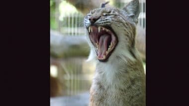 Aalborg Zoo in Denmark Asks People To ‘Donate’ Their Small Pets To Provide Natural Diet for Captive Predators, Turns Off Comment Section on Insta Post After Backlash