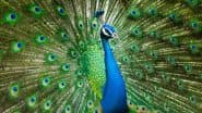 Karnataka Shocker: 20 Peacocks Found Dead Near Stream in Hanumanthapura Village Weeks After Tigress, Her 4 Cubs Poisoned to Death in Male Mahadeshwara Hills