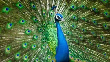 Peacock Feathers Emit Laser Light in 1st Known &lsquo;Biolaser Cavity&rsquo; in Animal Kingdom, Say Scientists