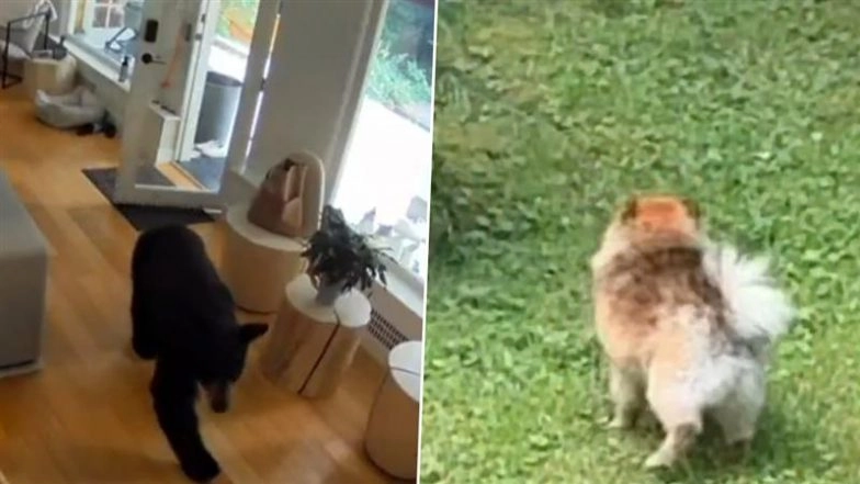 Pawtective Pupper! ‘Feisty’ Pomeranian Dog Bravely Chases Bear Out of Vancouver House, Barking Non-Stop in Incredible Faceoff (Video Goes Viral)
