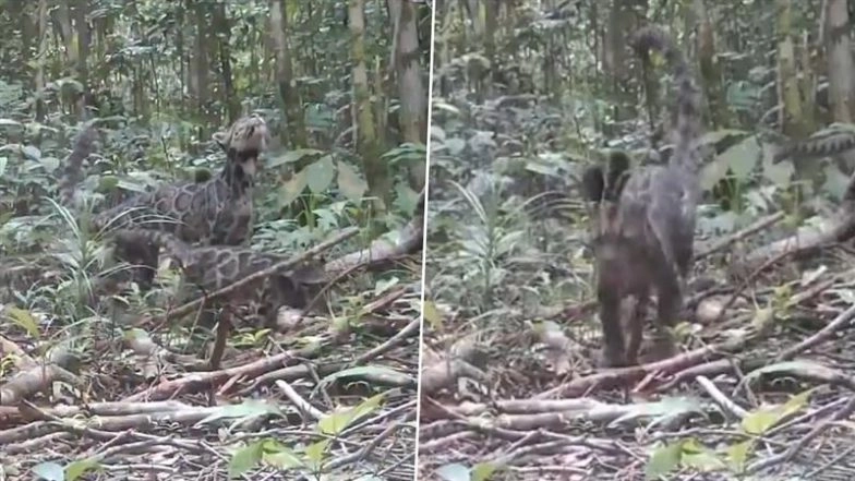 ‘Rare Glimpse’: Video of Clouded Leopard Mother With Cubs Moving Through Lush Forest Goes Viral