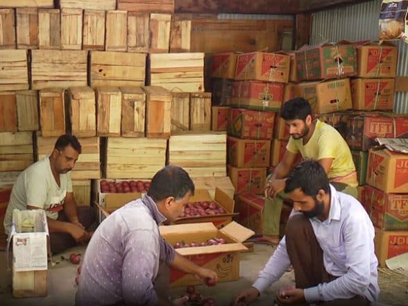 India News | J&K: Italian Pear Orchard Sparks Self-reliance Boom in Jammu's Bhaderwah