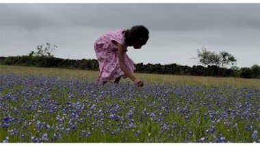 India News | Kerala: Madayipara's Deep Blue Flower Blooms Thrill Tourists