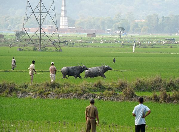 India News | Assam Forest Department Gives Compensation of Rs 2.17 Lakh to 29 Farmers in Morigaon