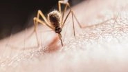 World News | Mosquitoes Carrying West Nile Virus Found Near Netanya