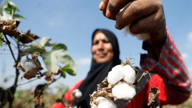 World News | Pakistan's Cotton Output Plunges 30pc, Sindh Records Sharpest Fall: PCGA