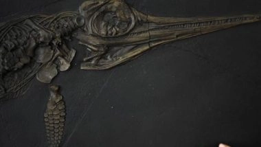 World News | Fossils of Unexplored Marine Lizards Species from Jurassic Era Discovered in Germany