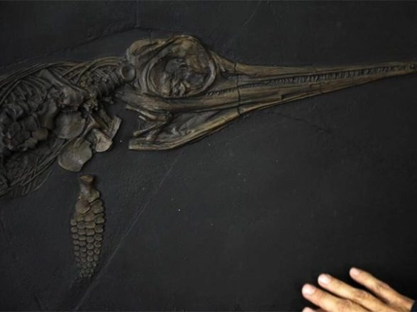 World News | Fossils of Unexplored Marine Lizards Species from Jurassic Era Discovered in Germany
