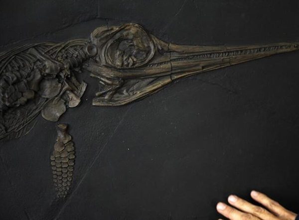 World News | Fossils of Unexplored Marine Lizards Species from Jurassic Era Discovered in Germany