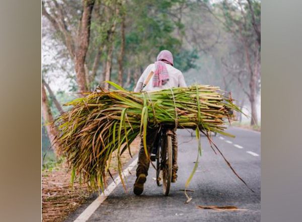 Business News | ISMA Launches National AI Network to Boost Sugarcane Productivity