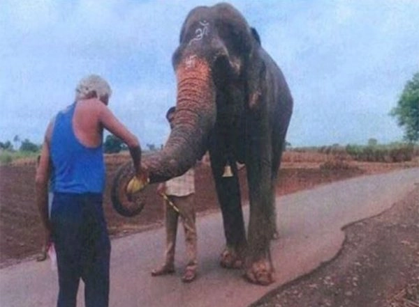 India News | Maharashtra to File Review Petition over Elephant Madhuri's Return to Nandani Math: CM Devendra Fadnavis