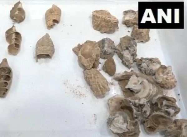 India News | Archaeological Findings from Kachchh Reveal Evidence of Human Presence Dating Back 9,000 to 9,500 Years, Claim Scientists