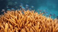 World News | Australia's Great Barrier Reef Suffers Most Widespread Coral Bleaching on Record