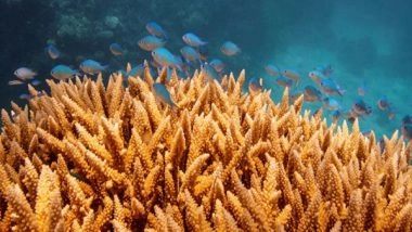World News | Australia's Great Barrier Reef Suffers Most Widespread Coral Bleaching on Record