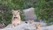 India News | World Lion Day 2025: Barda Sanctuary Thrives with 17 Lions, 25 Leopards