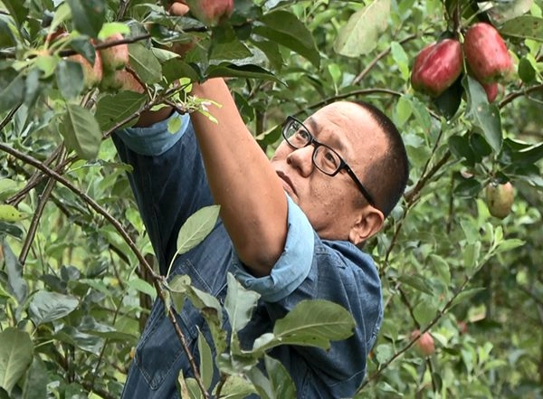 India News | Manipur Farmers Find Sweet Success in Apples