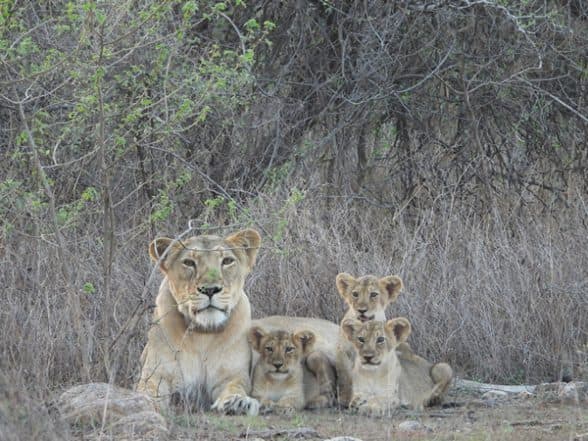 India News | Union Minister Bhupender Yadav, Gujarat CM Patel to Grace World Lion Day Celebrations at Barda Wildlife Sanctuary in Gujarat on Aug 10