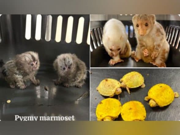 India News | Mumbai Customs Foil Wildlife Smuggling Attempt at Chhatrapati Shivaji Airport