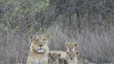 India News | Asiatic Lion Numbers Surge 32 Per Cent in Five Years, Touch 891: Report