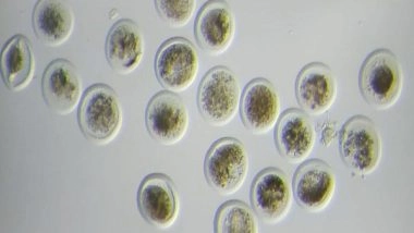 India News | Sahiwal Cows Yield 31 Embryos in a Single Flush at Institute of Agricultural Sciences