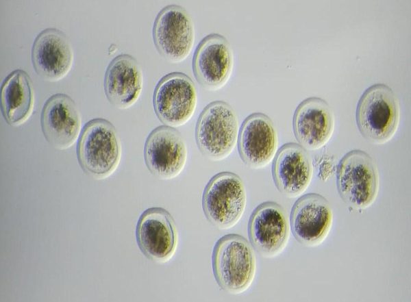 India News | Sahiwal Cows Yield 31 Embryos in a Single Flush at Institute of Agricultural Sciences