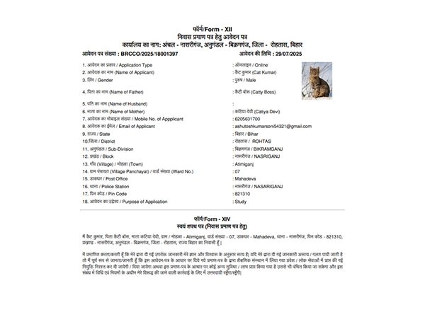 India News | Bihar: After Dogs, Application Made for Residential Certificate for Cat in Rohtas