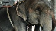 Business News | Begin the Process of Retiring Elephants in Jaipur, Says World Animal Protection on the Occasion of World Elephant Day