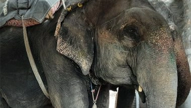 Business News | Begin the Process of Retiring Elephants in Jaipur, Says World Animal Protection on the Occasion of World Elephant Day
