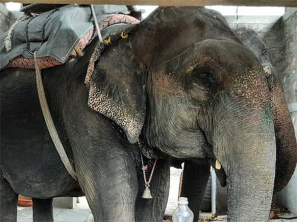 Business News | Begin the Process of Retiring Elephants in Jaipur, Says World Animal Protection on the Occasion of World Elephant Day