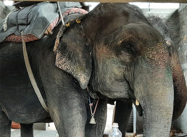 Business News | Begin the Process of Retiring Elephants in Jaipur, Says World Animal Protection on the Occasion of World Elephant Day