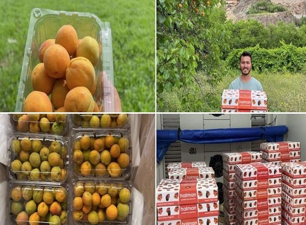 Business News | Kargil's Apricots Exported to Saudi, Kuwait, Qatar for First Time