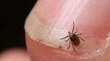 India News | Shimla: Three Test Positive for Scrub Typhus at IGMC
