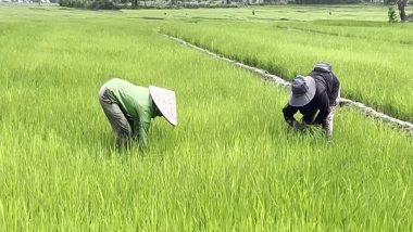 India News | Lost Harvests of Manipur's Conflict Zones