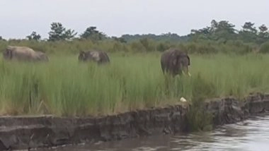 India News | World Elephant Day Observed with a Call for Human-elephant Co-existence