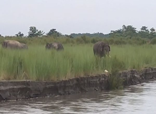 India News | World Elephant Day Observed with a Call for Human-elephant Co-existence