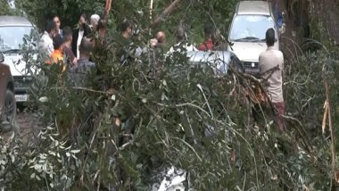 India News | Heavy Rains Uproot Trees in Shimla, Damaging Vehicles; Residents Demand Removal of Old Trees