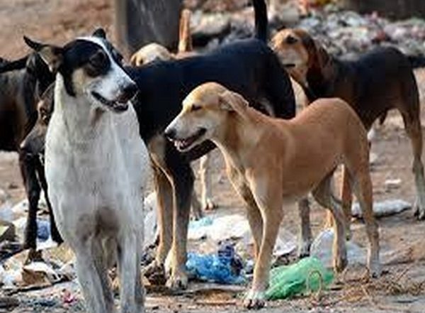 India News | Stray Dog Menace Escalates in Kerala; over 2.24 Lakh Attacks, 15 Deaths Till August