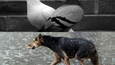 India News | Saamna Criticises Focus on Pigeons and Stray Dogs over Humans; Says People Suffer from Hunger, Disease, and Poverty