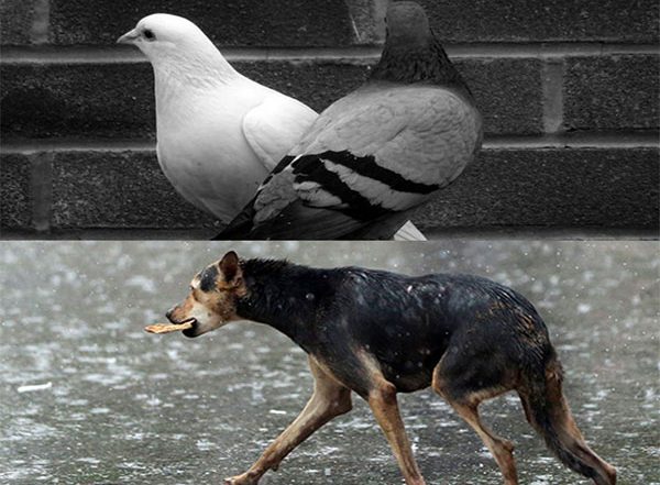 India News | Saamna Criticises Focus on Pigeons and Stray Dogs over Humans; Says People Suffer from Hunger, Disease, and Poverty