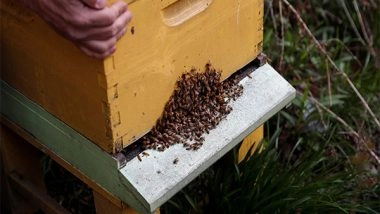 World News | French President Emmanuel Macron Signs Law Banning Bee-killing Pesticide After Mass Petition