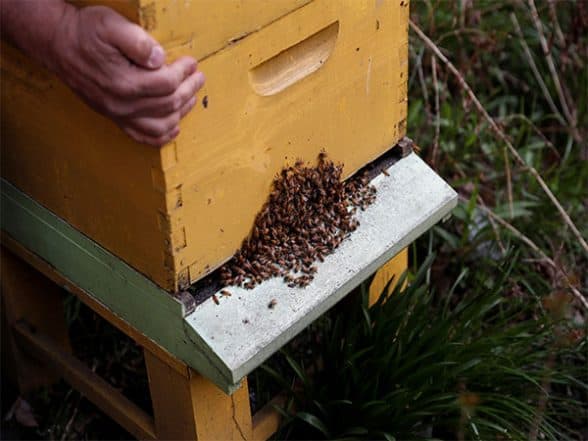 World News | French President Emmanuel Macron Signs Law Banning Bee-killing Pesticide After Mass Petition