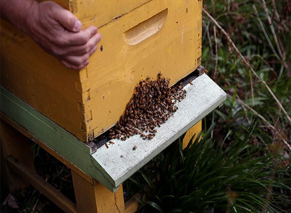 World News | French President Emmanuel Macron Signs Law Banning Bee-killing Pesticide After Mass Petition