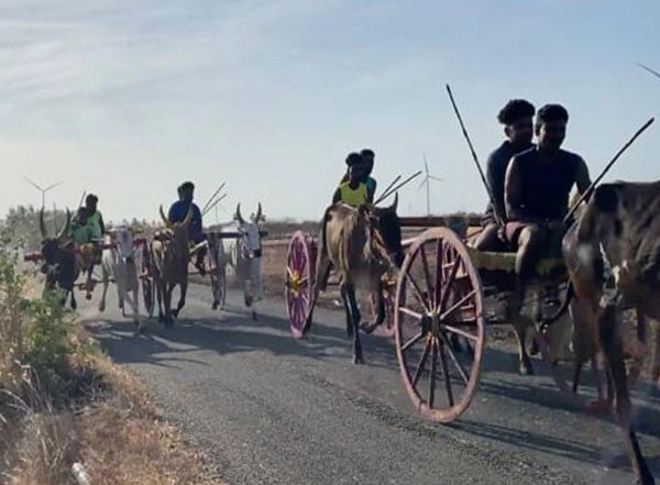 India News | Tamil Nadu: Thoothukudi Celebrates Krishna Janmashtmi with Bullock Cart Races