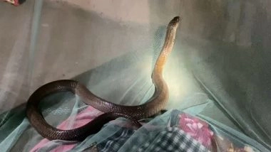 India News | Odisha: Cobra Enters House in Mayurbhanj, Lies Next to Sleeping Man Under Mosquito Net; Rescued Safely