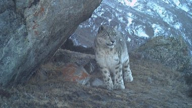 India News | Snow Leopard: 'Ghost of Himalayas' Are Found Year-round in J-K; Report Offers New Hope for High-altitude Biodiversity