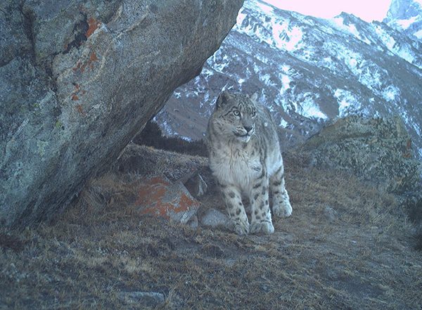 India News | Snow Leopard: 'Ghost of Himalayas' Are Found Year-round in J-K; Report Offers New Hope for High-altitude Biodiversity