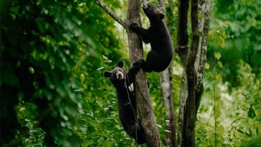 India News | Two Orphaned Asiatic Black Bear Cubs Released into Wild in Assam's Dehing Patkai