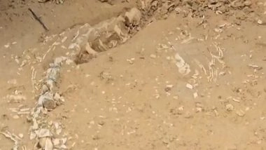 India News | Rajasthan: 201-million-year-old Jurassic-era Fossil Unearthed in Jaisalmer