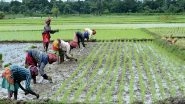 Business News | Rice Sowing Crosses 109% of Normal Area as Good Monsoon Boosts Kharif Sowing: Report
