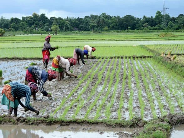 Business News | Rice Sowing Crosses 109% of Normal Area as Good Monsoon Boosts Kharif Sowing: Report